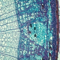 Cork Cells, C.S., 12 M Microscope Slide