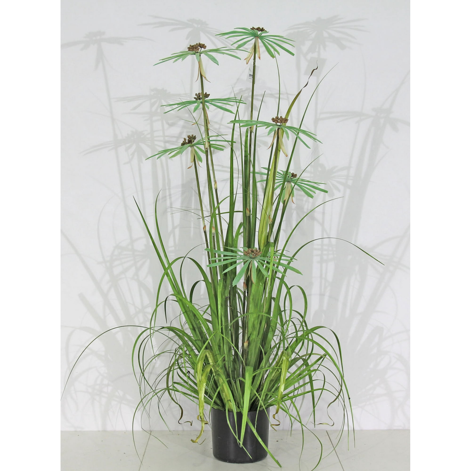 Planta Decorativa Pasto Con Papiro 180 Cm