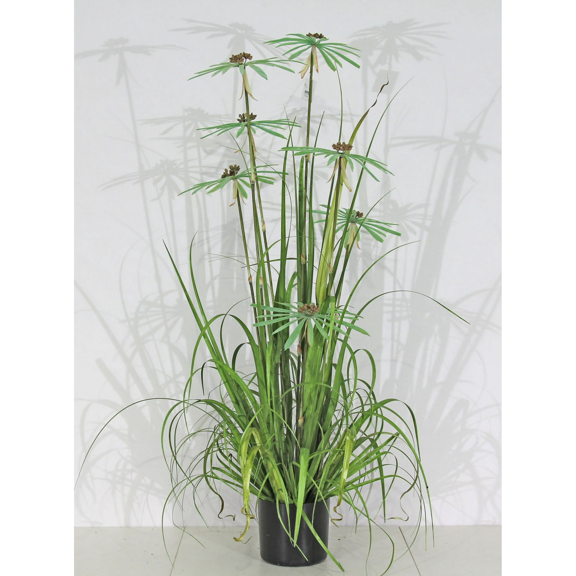 Planta Decorativa Pasto Con Papiro 180 Cm