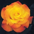 thumbnail image 2 of Rio Samba Hybrid Tea Rose Bush Potted Flowering Shrub, in a 3 Gal. Pot, 2 of 4