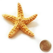 One Real Dried Small Sugar Starfish (2-3" / 50-77 mm) Beach Arts and Crafts, Coastal Cottage and Nautical Home Decor, Beach Weddings