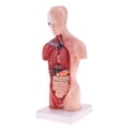 thumbnail image 1 of Kits De Modelo De Torso Y Vísceras De 28 Cm, Con Cerebro Cardíaco, Modelo De Demostración De Laboratorio, Modelos s s Hugo Estatua de vísceras humanas, 1 of 9