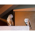 thumbnail image 2 of Taksing 24x19 White Modern Wood Framed Museum Art Print Titled - American Barn Owl, 2 of 4