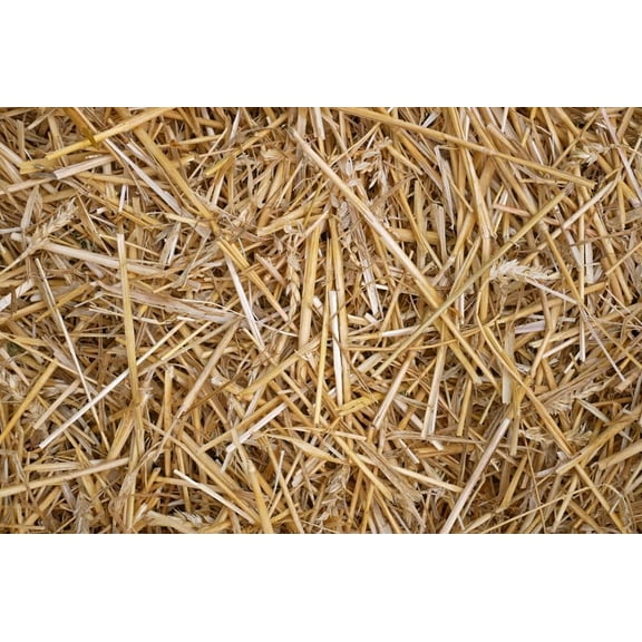 100% Natural Wheat Straw for Animal Bedding, Garden Mulch, Compost & Fertilizer, and Grass Cover (15 Pounds)