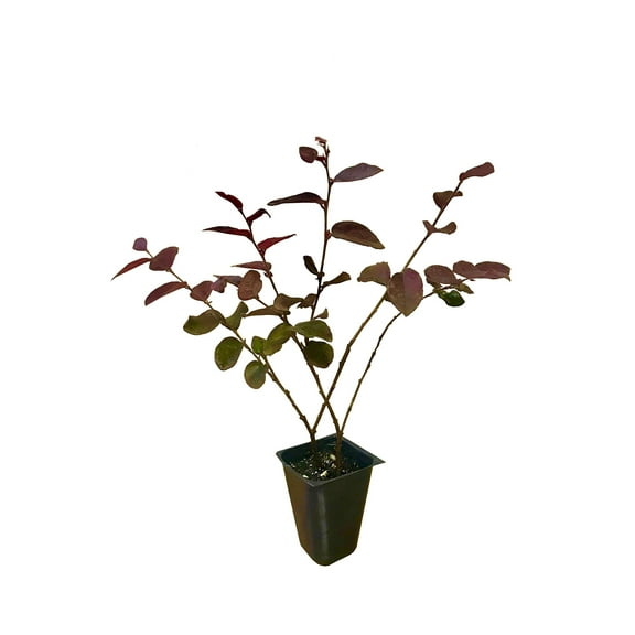 Loropetalum Plum Delight 10 Live Plants Loropetalum chinense VAR. rubrum Evergreen Shrub for Landscaping Purple Foliage Accent Plants for Gardens