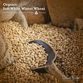 thumbnail image 3 of Great River Organic Milling Organic Soft White Winter Wheat  Whole Grain Wheat Berries for Baking & Milling  Non-GMO, Kosher, USDA Organic  Ideal for Pastries, Muffins & More  25 Lb Pack of 1, 3 of 6