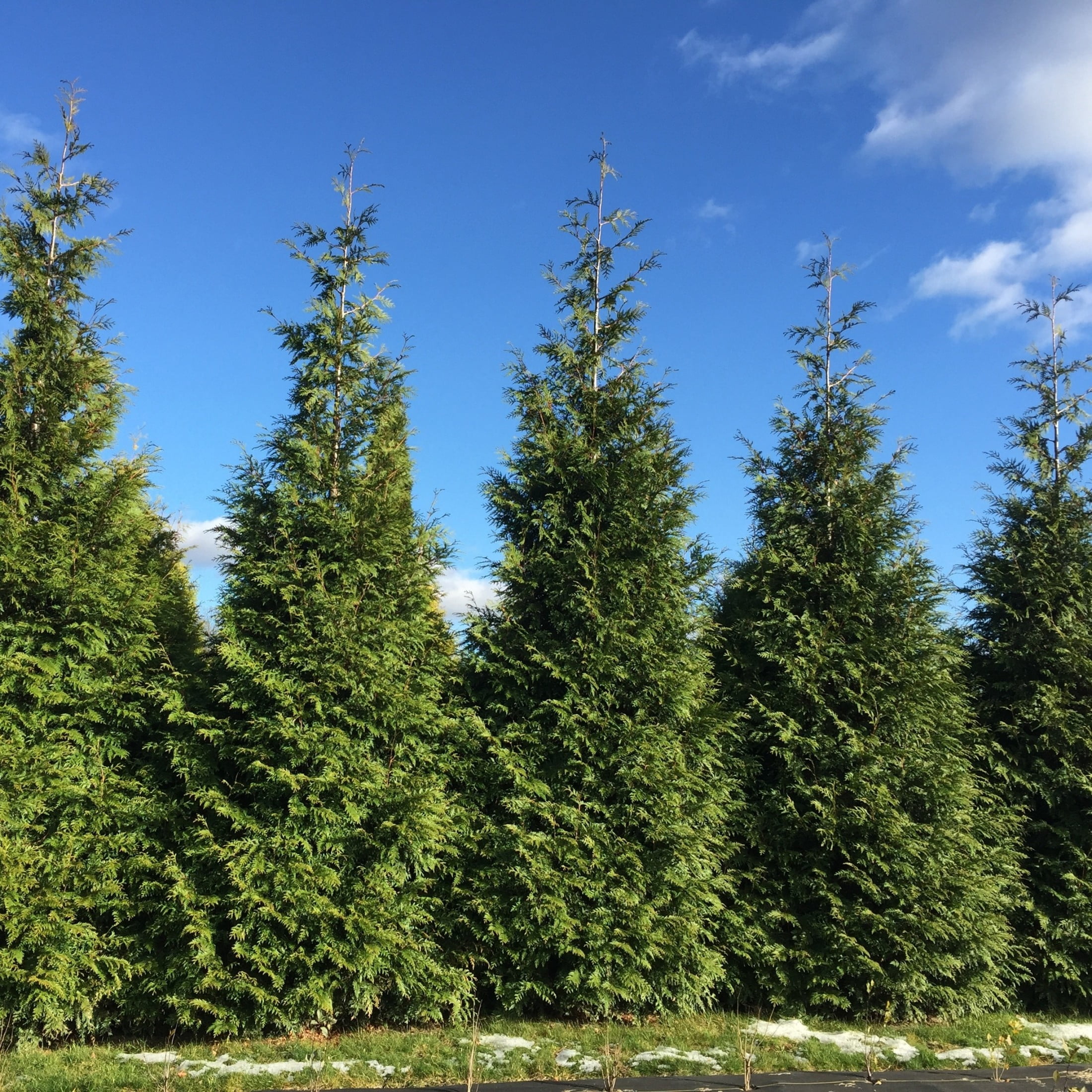 Proven Winners ColorChoice 6" Spring Grove Western Arborvitae Live Plant in 7.5" Pot