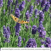 Lavender MUNSTEAD 100 Seeds - Mother Nature's Seeds - Wildflower Seeds - Flower Seeds for Planting - Non-GMO