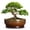Speckle Brown, variant on Succulent Planter - 6 Inch Ceramic Bonsai Pots with Drainage Hole and Saucer, Blue