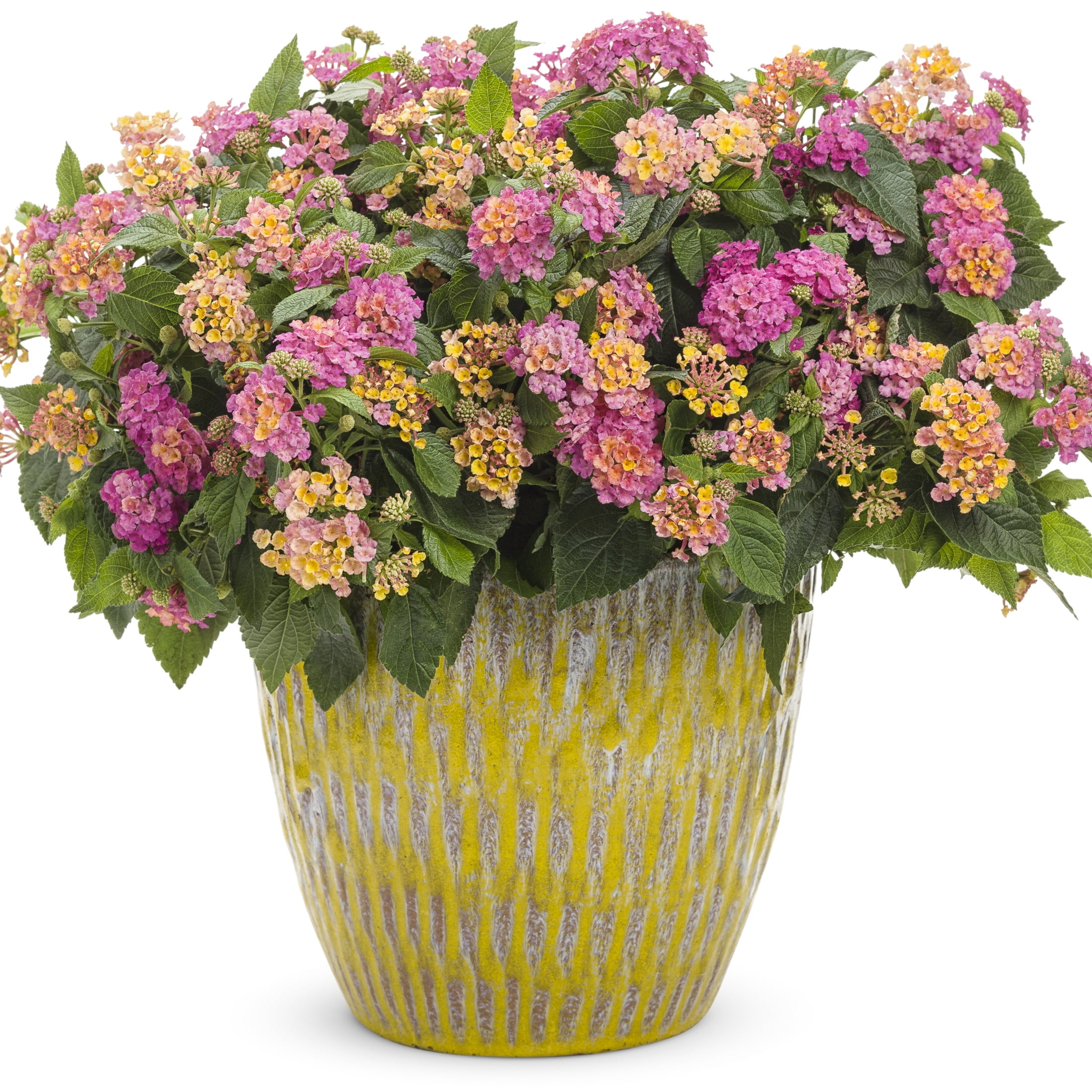 Proven Winners 4" Multicolor Luscious Royale Cosmo Lantana Live Plant in 4.25" Pot (4 Count)