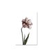 thumbnail image 1 of Cuadro Decorativo Lienzo by Suma 1 pieza 30 X 45 CM Flor, 1 of 2