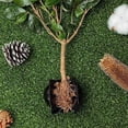 thumbnail image 5 of Kit de Equipo Enraizamiento Plantas Reutilizable 10 Piezas Caja Corte Propagador Ramas Bola CríA, 5 of 5