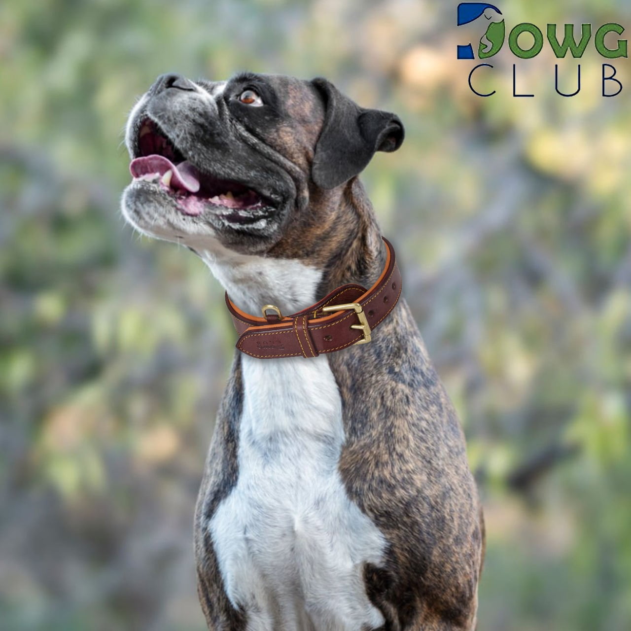 DowgClub Genuine Leather Dog Collar, Padded & Comfortable, Breathable Cushion, Heavy Duty, Handmade, Brown (Large)