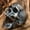 Two color, variant on Personalized Skull Ring for Men: Alloy Rock Gothic Punk Style Jewelry Accessory, Gift for Him
