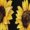 BDQ-2850, variant on Wild Yellow Sunflowers on Black Background Sleeveless Dress Loose Women's Dress Dresses Luxury Evening Dresses