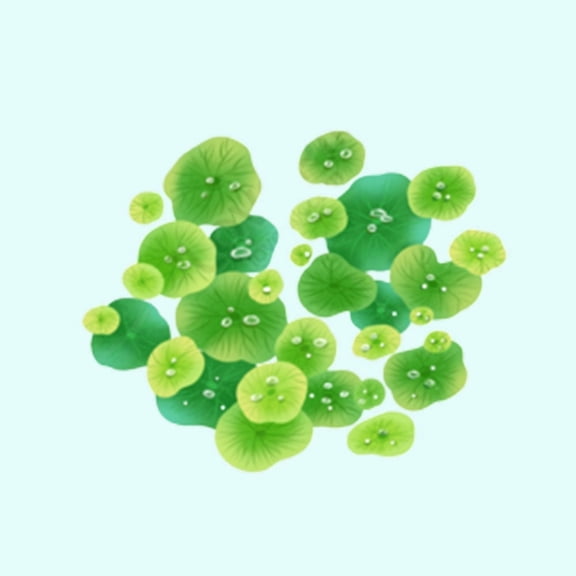 Duckweed Lemna Minor Live Floating Aquarium Plant 2 Ounce Portion, Freshwater Pond & Tank Surface Plant Live Aquarium Plants BUY 2 GET 1 FREE