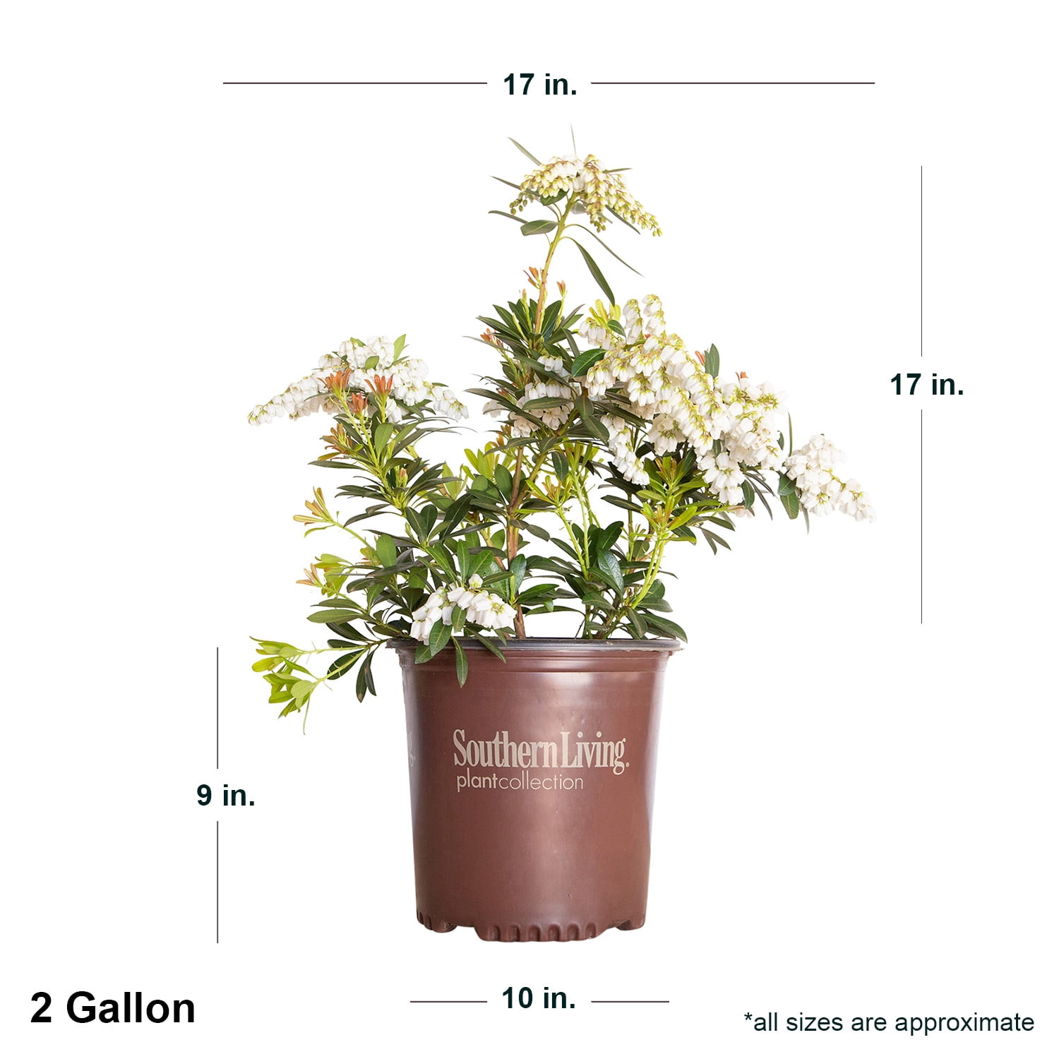Southern Living Mountain Snow Pieris 'Japanese Andromeda' Live Shrub in 2-Gallon Grower Pot
