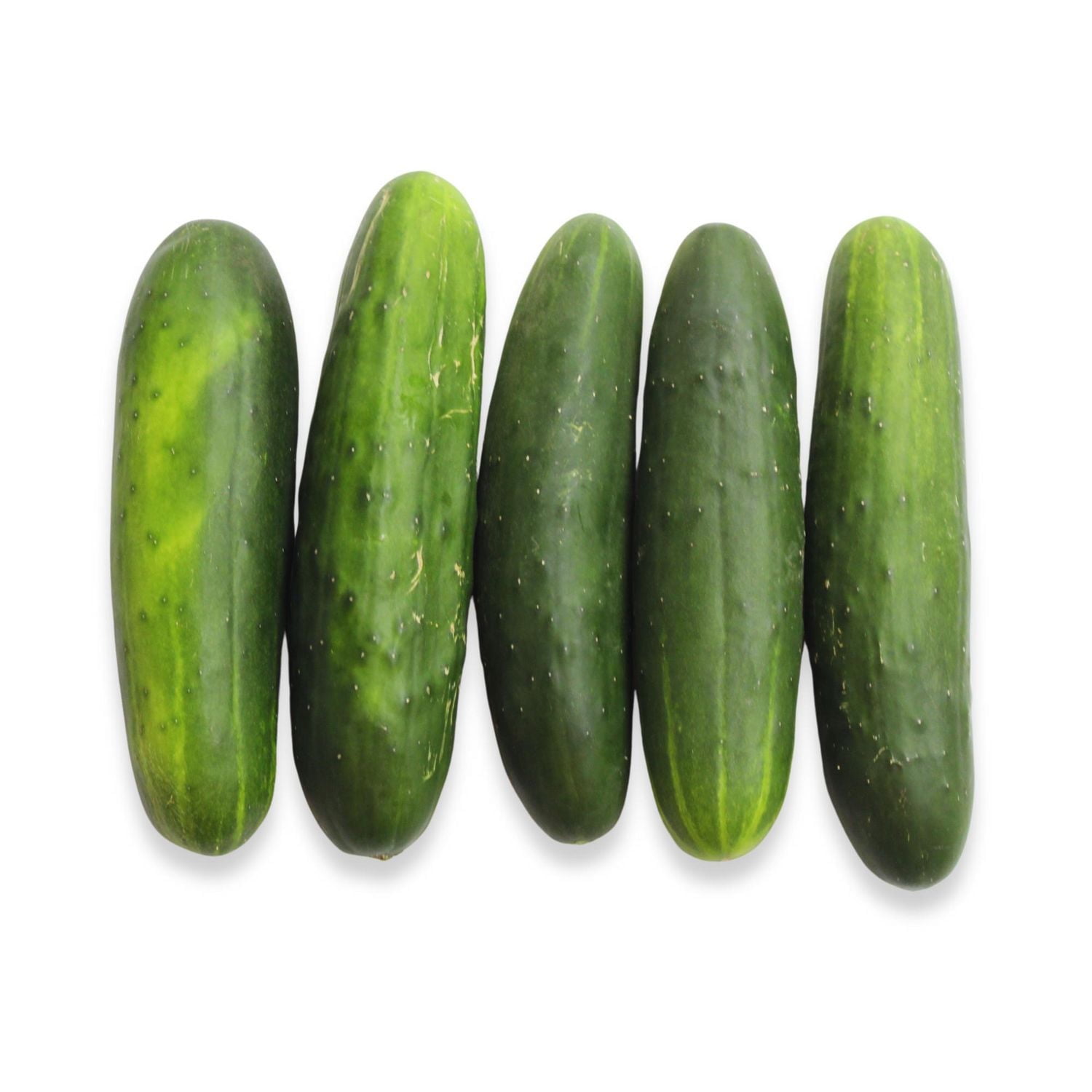 Field Cucumber