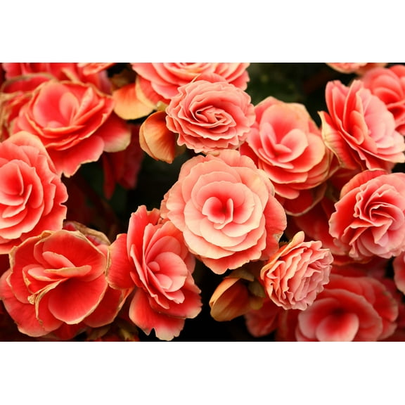 10 Seeds SALMON DOUBLE BEGONIA Tuberosa Tuberous Begonia Pink Shade Flower Seeds