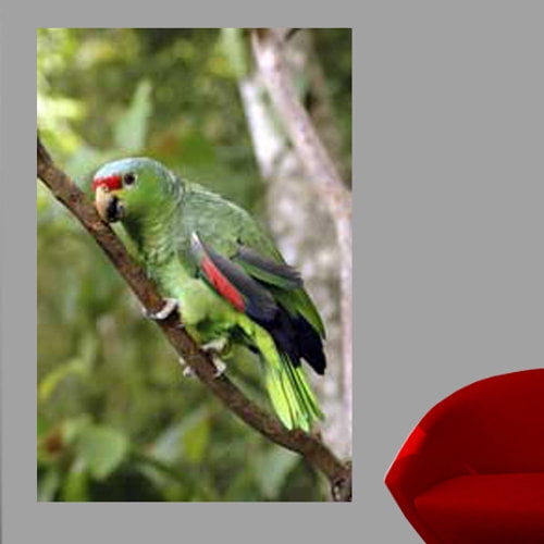 Wallhogs Parrot I Glossy Wall Mural