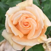 Heirloom Roses - Winter Sunset Hardy Rose Plant - Orange Rose Plants
