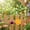 OrangeA, variant on Oriole Bird Feeder, Hanging, Metal, Outdoor, Fruit Holder