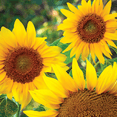 thumbnail image 4 of Ferry-Morse 800MG Sunflower Dwarf Sunspot Annual Flower Seeds, Full Sun, 4 of 11