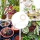 thumbnail image 1 of Angel Ring Plant Light Sunlight Phytolamp Lámpara de vivero USB (uno para uno), 1 of 5