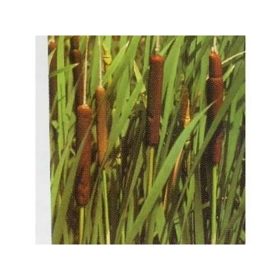 COMMON BROADLEAF CATTAIL SEEDS ( TYPHA LATIFOLIA )