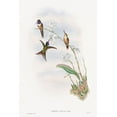 thumbnail image 2 of Gould, John 23x32 White Modern Wood Framed Museum Art Print Titled - The family of hummingbirds, 2 of 4