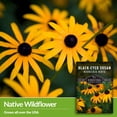 thumbnail image 3 of 5 Packs Black-Eyed Susan Wildflower Seeds - Full Sun USA Native Perennial Flowers, 3 of 6