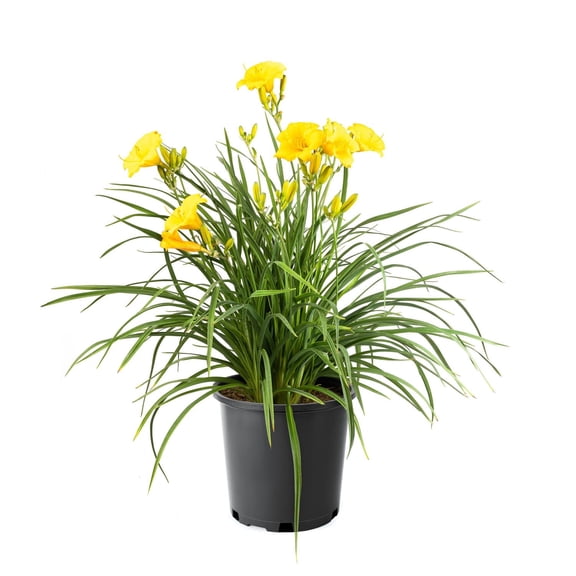Stella De Oro Daylily 2 Gallon