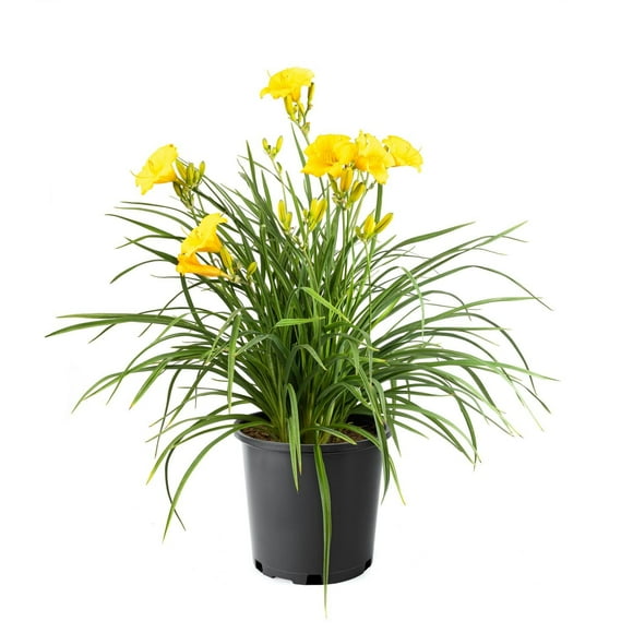 Stella De Oro Daylily 2 Gallon