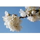 thumbnail image 5 of Crema de manos L'Occitane Flor de Cerezo 30 ml, 5 of 7