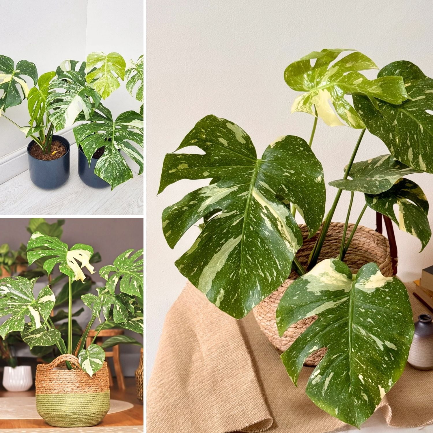 Variegate Monstera Live Indoor Plant, Variegated Tropical Houseplant, 4-6 Inch Monstera for Garden