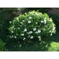 thumbnail image 3 of Gardenia Belmont  1 Extra Large 3 Gallon Plant  Gardenia Augusta 'Belmont'  Lush Blooming  Evergreen Elegance, 3 of 6