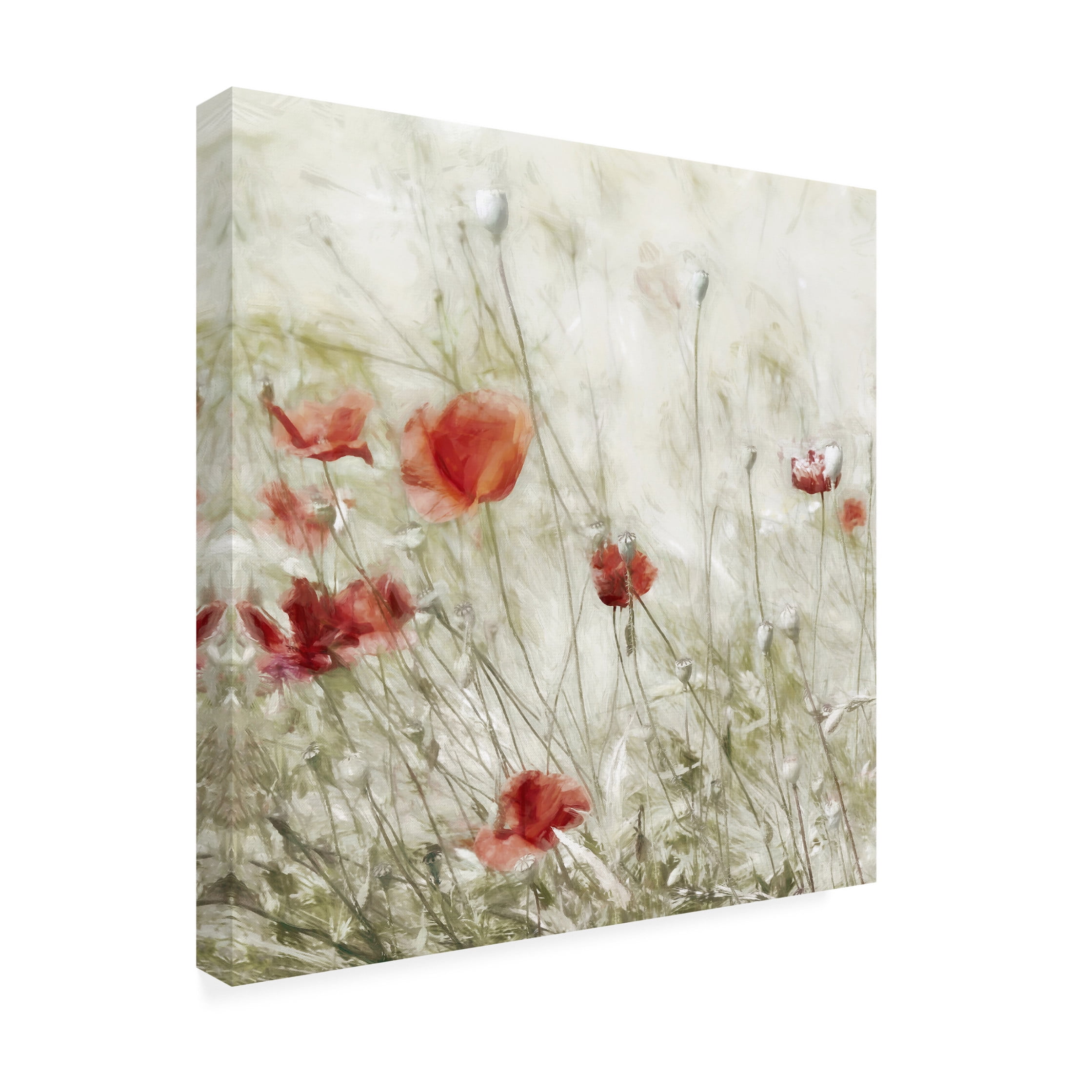 Trademark Fine Art Gilbert Claes  Corn Rose Canvas Wall Art