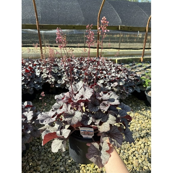Northern Exposure™ Silver Heuchera - Coral Bells - Gallon Pot