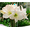 d, variant on Amaryllis bulbs   Home Garden Decoration Bright for Planting Perennials Bulbs for Planting Pots to Grow