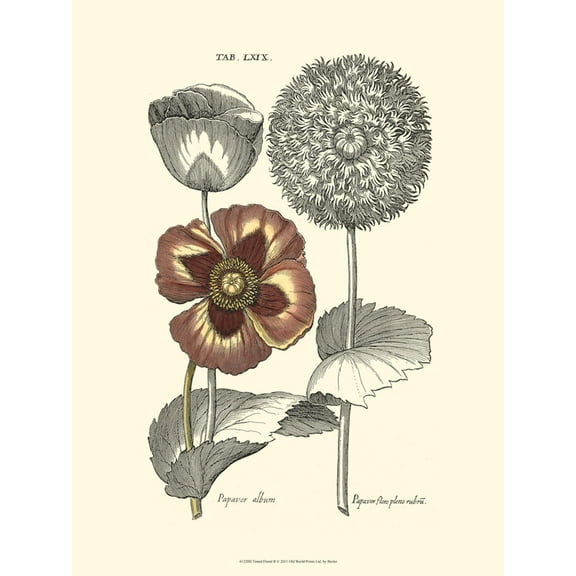 Art.com Tinted Floral II Art Print by Besler Basilius, 12" x 16"