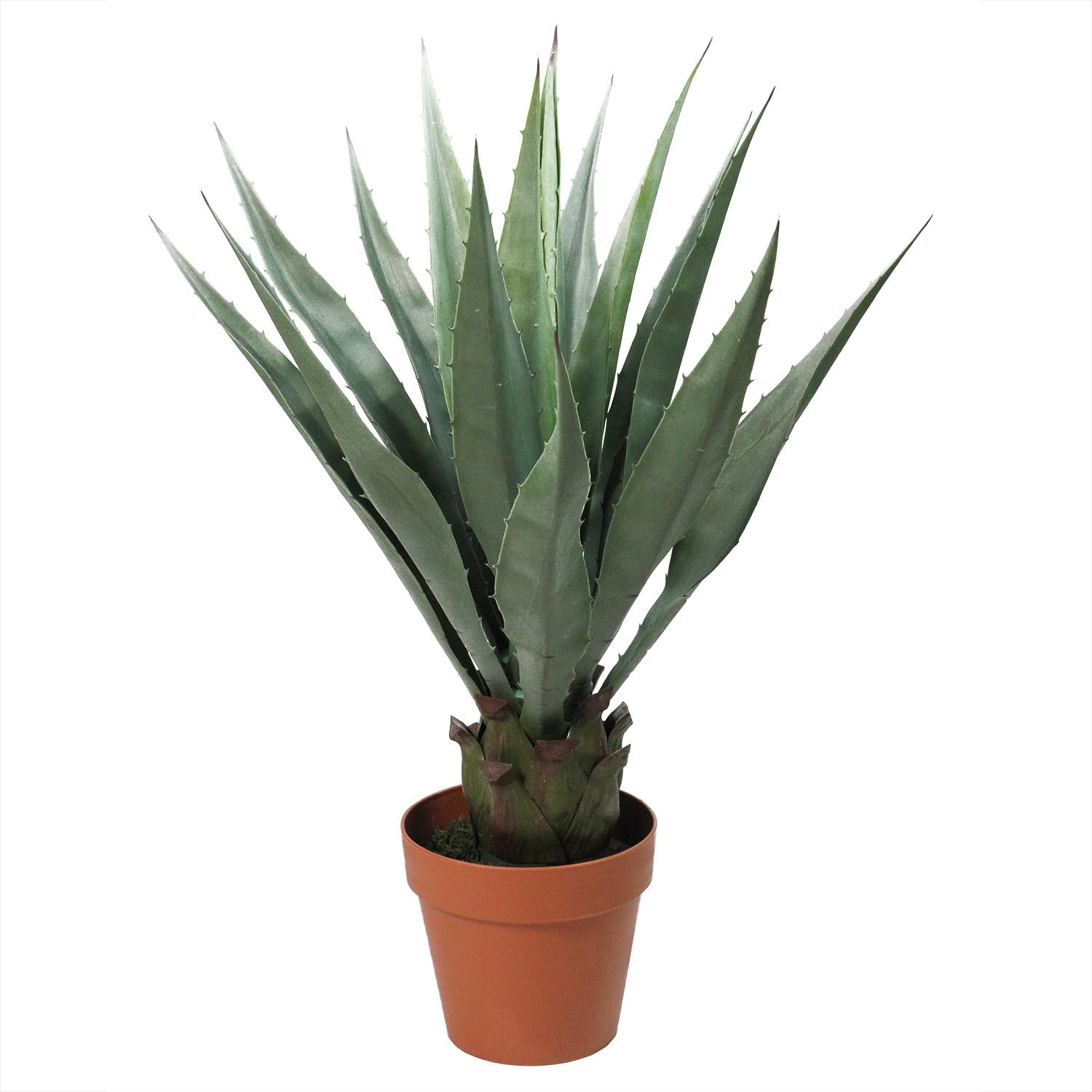 Aloe plant walmart information