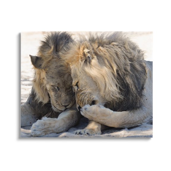 Stupell Industries Wildlife Gossip Lions Animals & Insects Photography Gallery Wrapped Canvas Art Print Wall Art, 48 x 36
