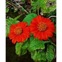 Seedville 50 Mexican Sunflower ‘Torch’ Plant Seeds