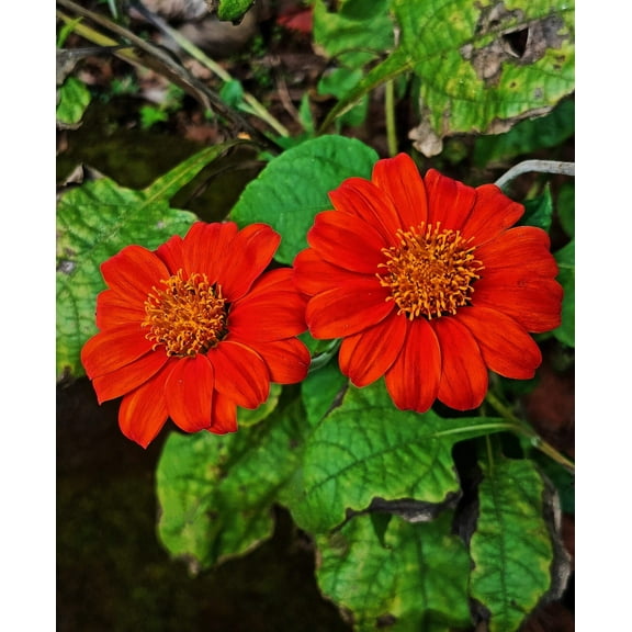 Seedville 50 Mexican Sunflower ‘Torch’ Plant Seeds