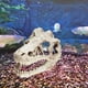 thumbnail image 5 of Acuario Decoración Esqueleto Agujero Resina Dinosaurio Artificial Cráneo Esqueleto, 5 of 9