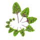 thumbnail image 1 of Árboles modelo 12PCS Plastic Model Trees ARemote Controlhitectural Models para Railroad Layout Garden Landscape Scenery Style 2 Abanopi Árboles modelo, 1 of 7