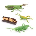 thumbnail image 4 of Simulation Insect Plastic Animal Early Growth Changing Language Preschool Model Miniature Educational Props Cognition Toy for Children Type 5, 4 of 9