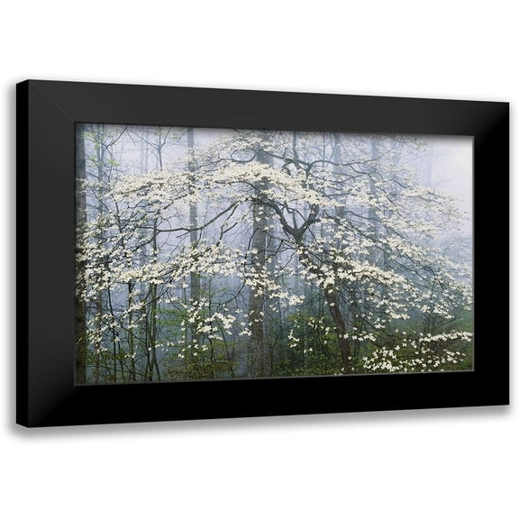 Delimont, Danita 14x11 Black Modern Framed Museum Art Print Titled - A. Jones _ Dogwood Canopy