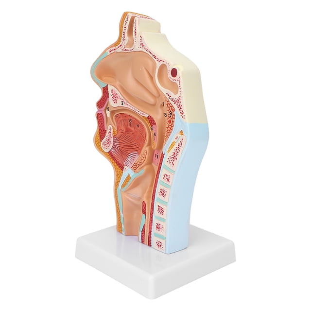 Modèle de Cavité Nasale Humaine, Modèle Anatomique Léger Facile d'Observation Haute Simulation pour l'Anatomie pour la Démonstration pour l'Enseignement