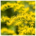 thumbnail image 2 of Everwilde Farms - 1/4 lb Canada Goldenrod Native Wildflower Seeds - Gold Vault Bulk Seed Packet, 2 of 3